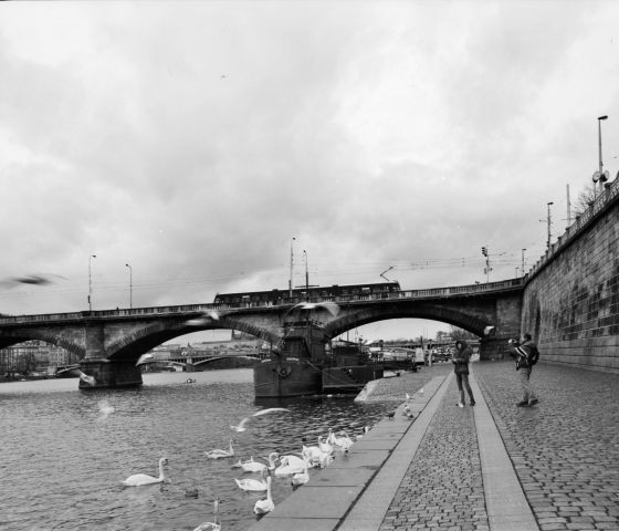 Krmení pražských dravců