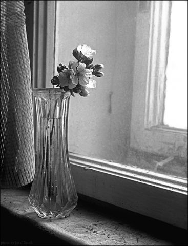 kvet v okne ...