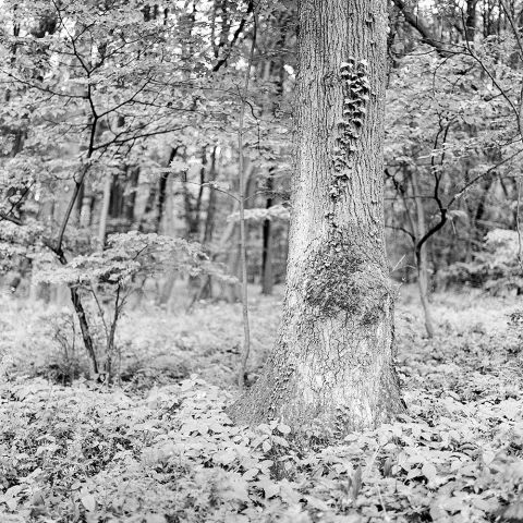 V lese pri Bratislave